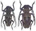 Epicedia maculatrix