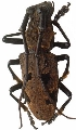 Epicedia wrayi