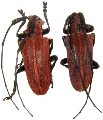 Eupromus nigrovittatus 