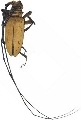 Nemophas tomentosus
