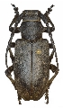 Lamia textor
