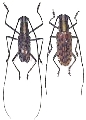 Macrochenus guerinii