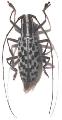 Macrochenus isabellinus