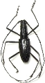 Macrochenus lacordairei