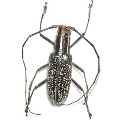 Macrochenus melanospilus 