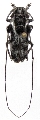 Melanopolia (Melanopolia) cincta