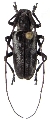 Melanopolia (Pellamnia) gripha 