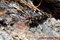Monochamus (Monochamus) galloprovincialis galloprovincialis