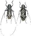 Monochamus (Monochamus) nitens
