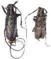 Monochamus (Monochamus) galloprovincialis pistor