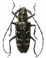 Monochamus (Monochamus) sartor sartor