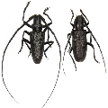 Monochamus (Monochamus) scutellatus oregonensis