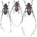 Monochamus (Monochamus) subfasciatus subfasciatus