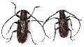 Monochamus (Monochamus) sutor