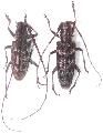 Monochamus (Monochamus) titillator