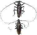 Monochamus (Monochamus) sartor urussovii