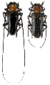 Nemophas batoceroides