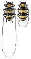 Nemophas bicinctus