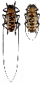 Nemophas forbesi