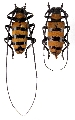 Nemophas grayii