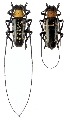 Nemophas helleri