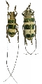 Nemophas ramosi