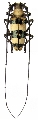 Nemophas rosenbergii