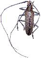 Neoptychodes trilineatus