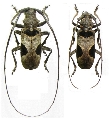Odontolamia sellata
