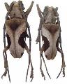 Paraleprodera triangularis