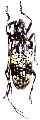 Parepepeotes westwoodii