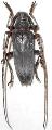 Peblephaeus yayeyamai