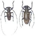 Pelargoderus alcanor thomsoni