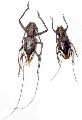 Pelargoderus rubropunctatus