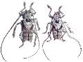 Periaptodes frater