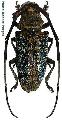 Peribasis pubicollis