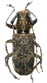 Pseudhammus myrmidonum 