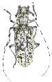 Pseudomeges varioti