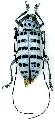 Pseudonemophas baluanus