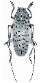 Pseudonemophas versteegi
