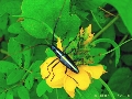 Ptychodes politus politus