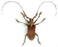 Sarothrocera lowii