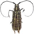 Taeniotes farinosus