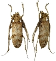 Thestus oncideroides 