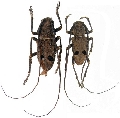 Trachystolodes tonkinensis