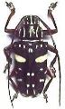 Agelasta (Metagelasta) albomaculata