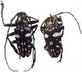 Agelasta (Metagelasta) albomaculata