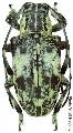 Agelasta (Agelasta) albomarmorata