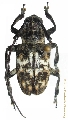 Agelasta (Agelasta) estrellae 