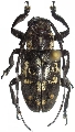 Agelasta (Agelasta) mindanaonis